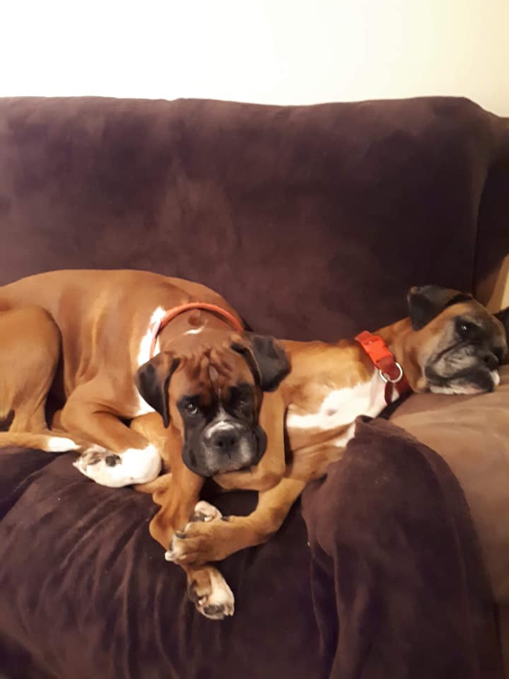 Cornwall & South Devon Boxer Rescue DOGS WE'VE REHOMED