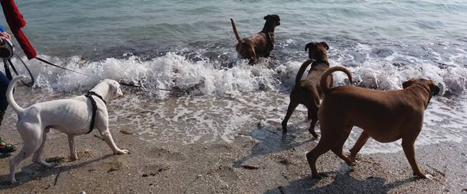 Cornwall & South Devon Boxer Rescue DOGS WE'VE REHOMED